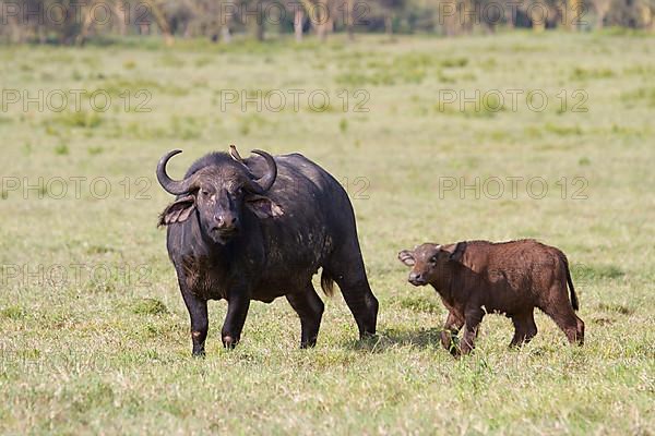 African buffalo