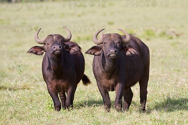 African buffalo