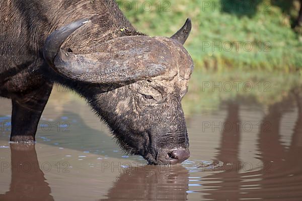 African buffalo