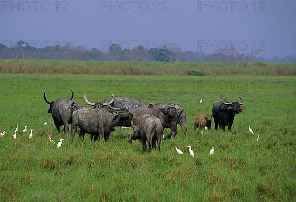 Bubalus arnee f. bubalis