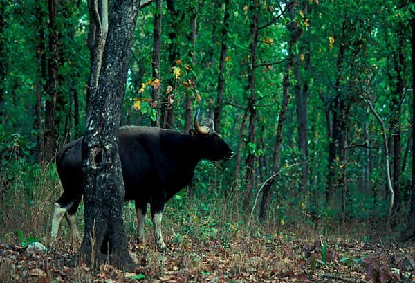 Gaur