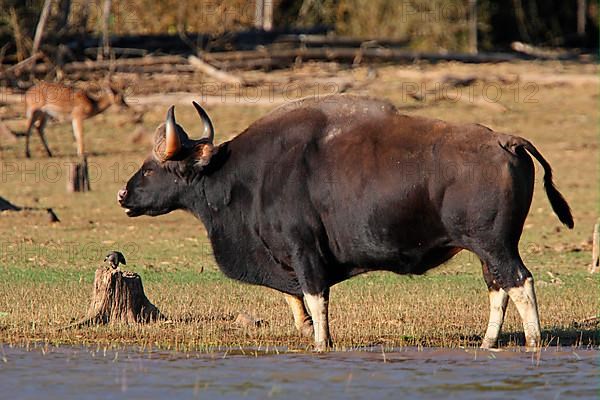 Gaur