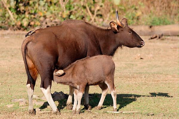 Gaur