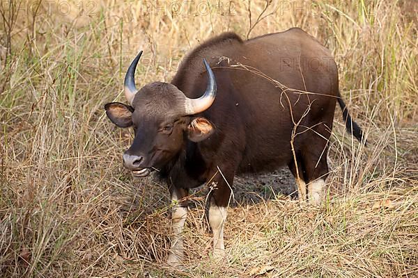 Gaur