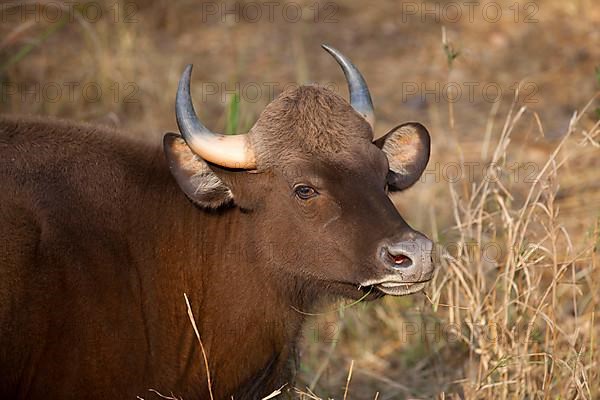 Gaur