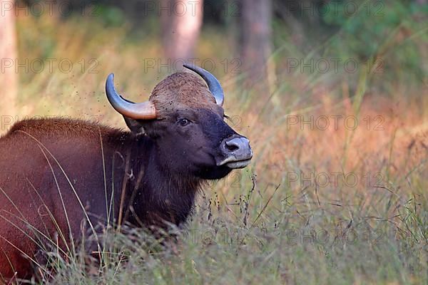 Gaur