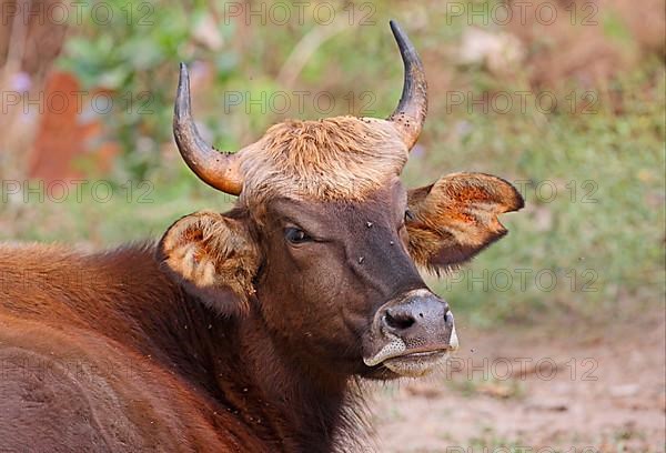 Gaur