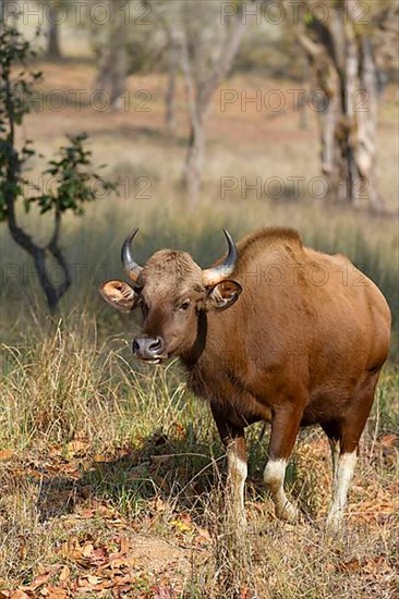 Gaur