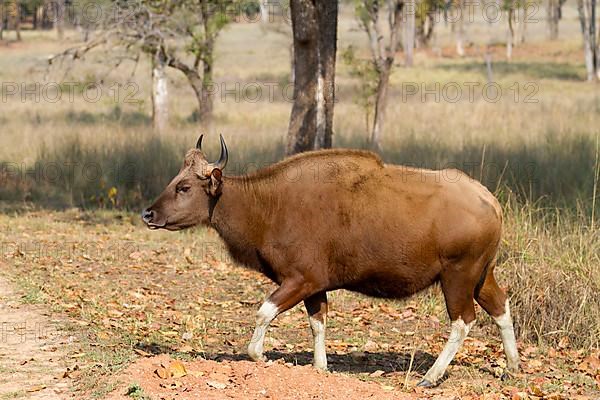 Gaur