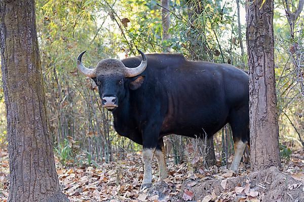 Gaur