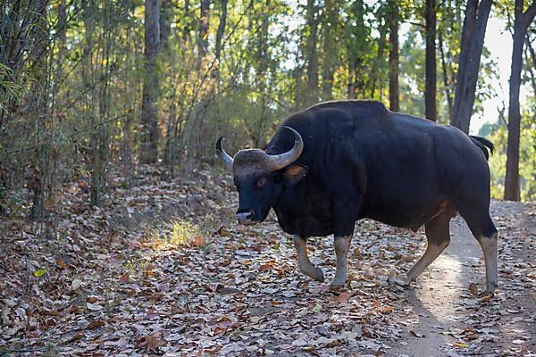 Gaur