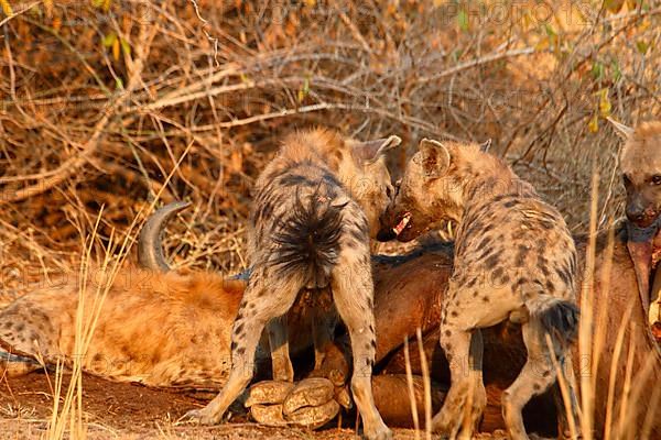 Spotted Hyena