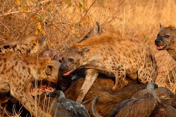 Spotted Hyena