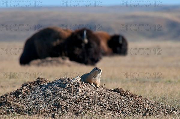 Black-tailed Prairie Dog