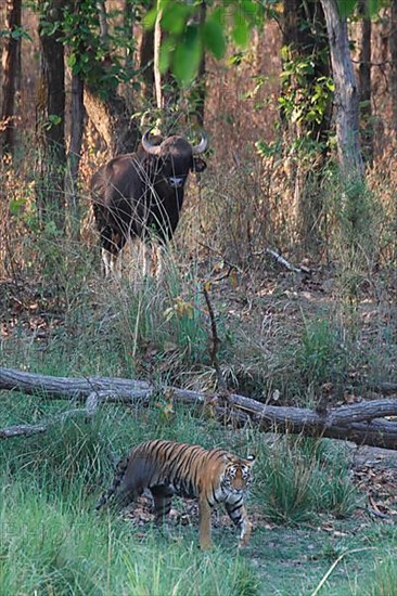 Indian Tiger