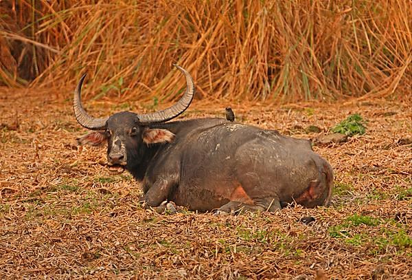 Wild Water Buffalo