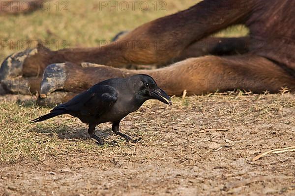 House crow