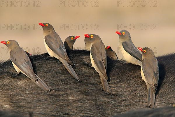 Red-billed Oxpecker