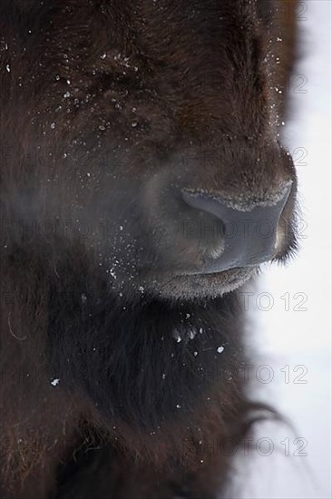Close-up of bison head showing nose and mouth