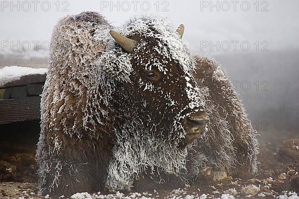 A very cold bison in the early morning covered with frost and snow