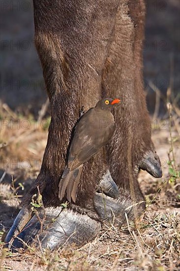 Red-billed Oxpecker