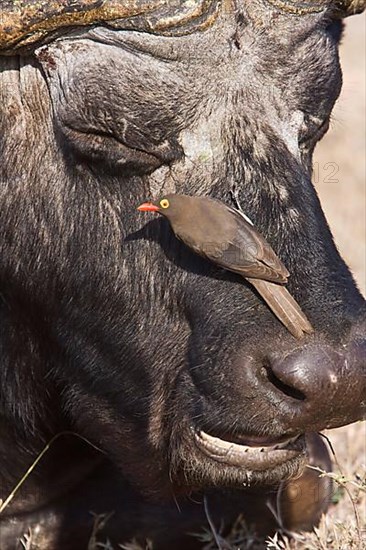 Red-billed Oxpecker