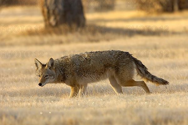 Coyote