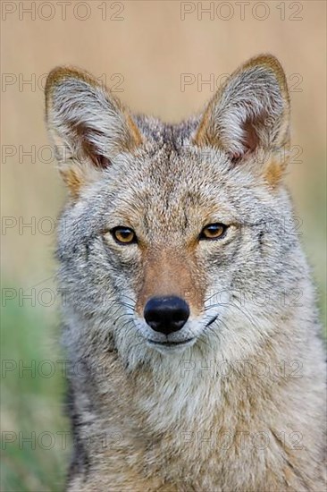 Coyote