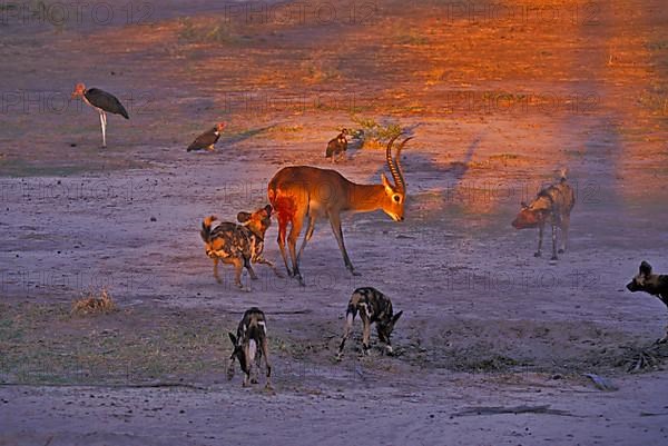 African wild dog