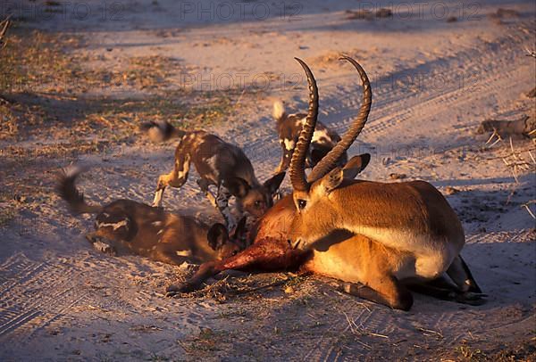 African wild dog