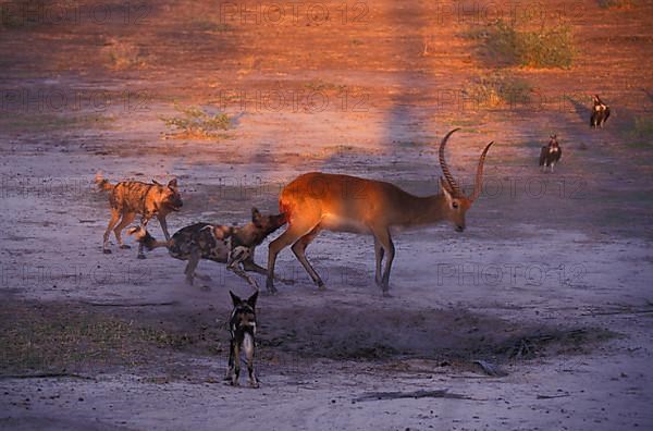 African wild dog