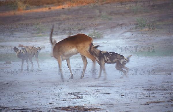 African wild dog