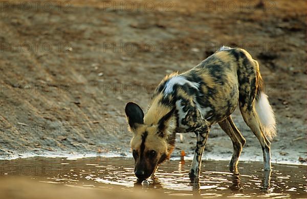 African wild dog