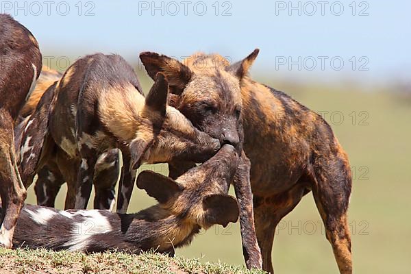 African wild dog