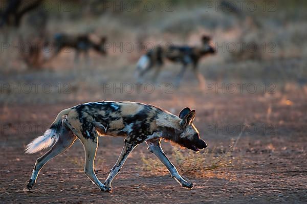 African wild dog