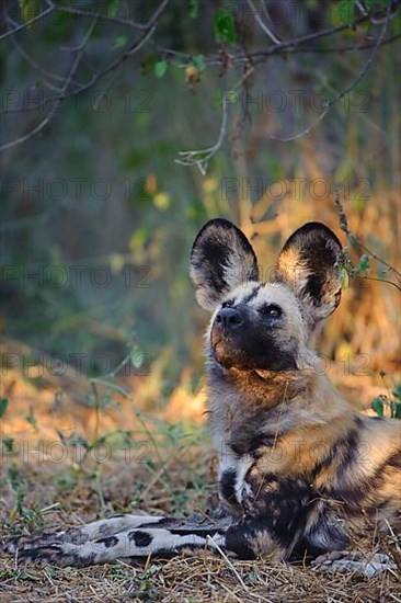 African wild dog