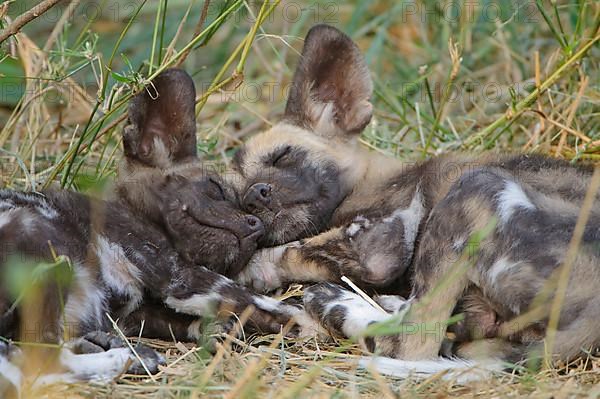 African wild dog