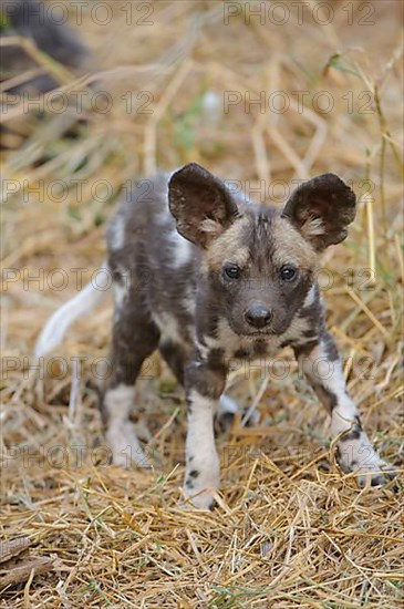 African wild dog