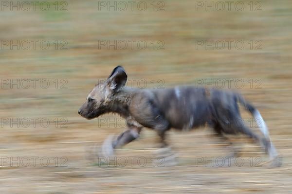 African wild dog