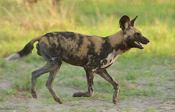 African wild dog