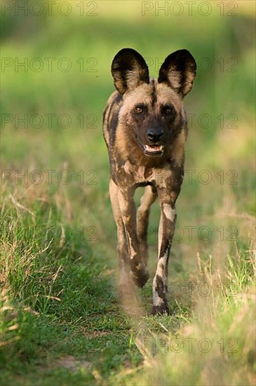 African wild dog