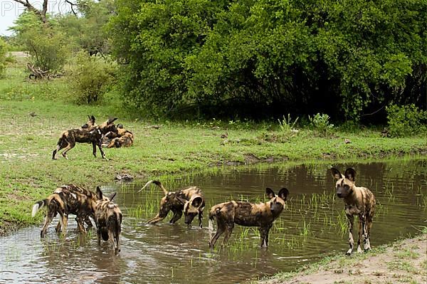 African wild dog