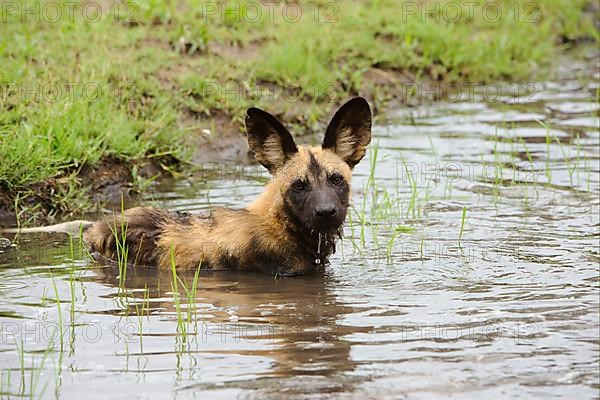 African wild dog