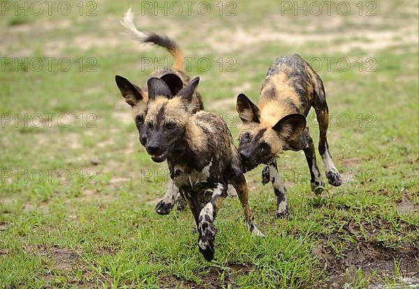 African wild dog