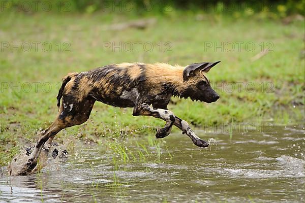 African wild dog