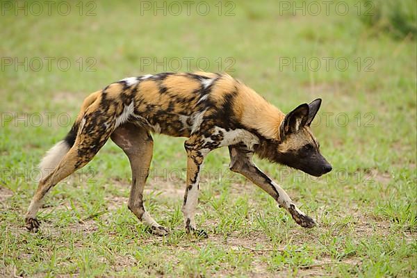 African wild dog