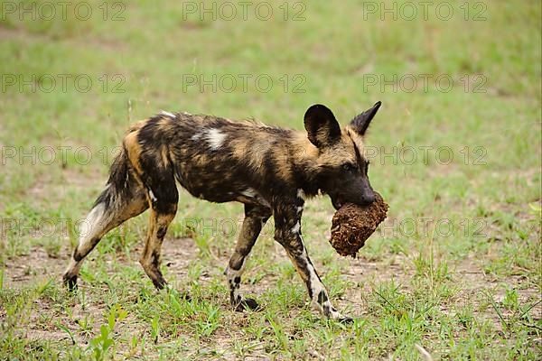 African wild dog