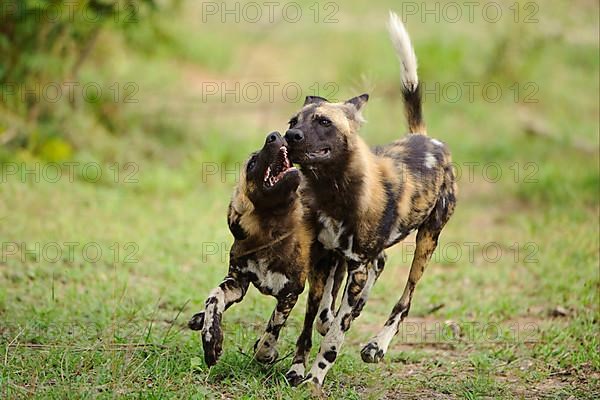 African wild dog