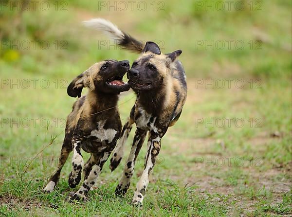 African wild dog