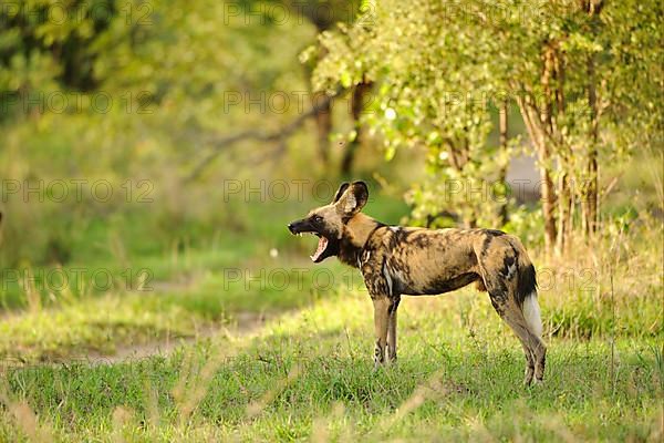 African wild dog